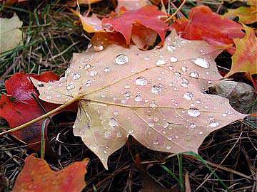 گالري عکسهاي پاييز